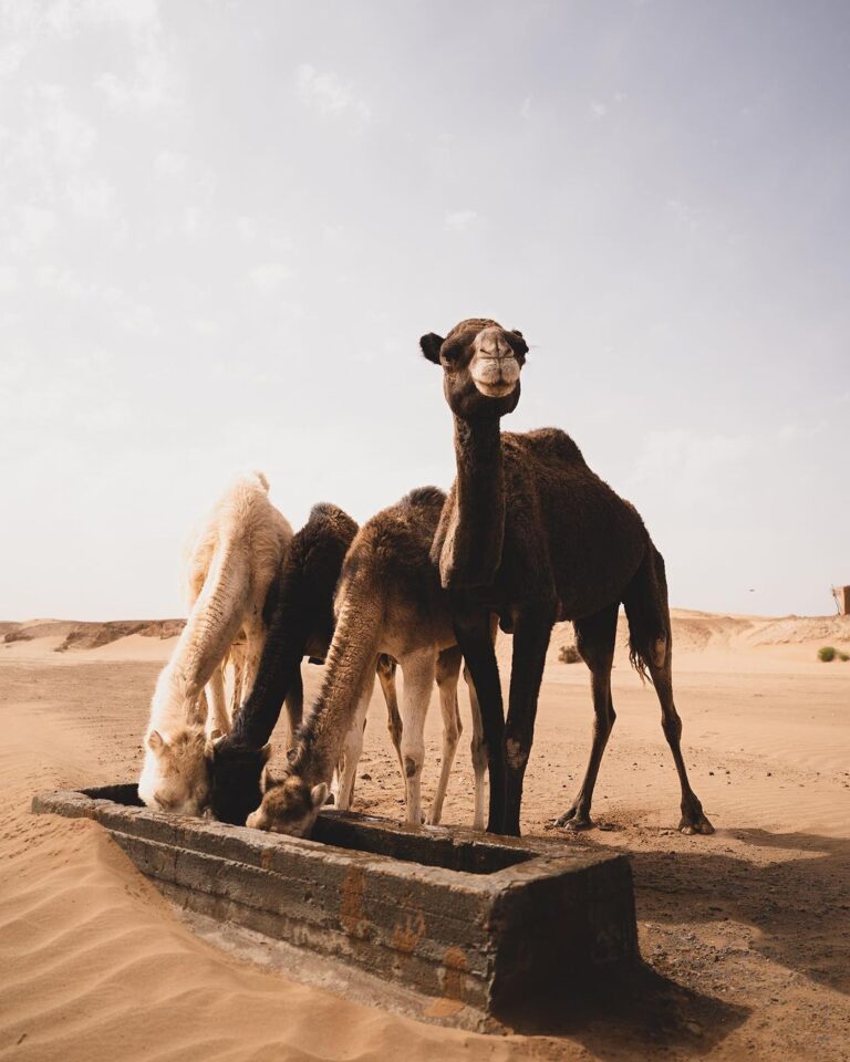 Camel caravan and nomadic life in Morocco