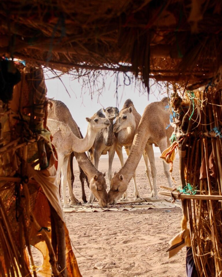 Camels family meeting