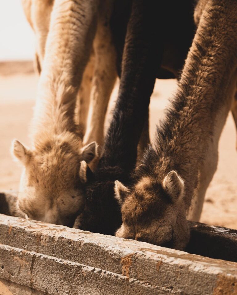 Moroccan authentic nomadic desert life