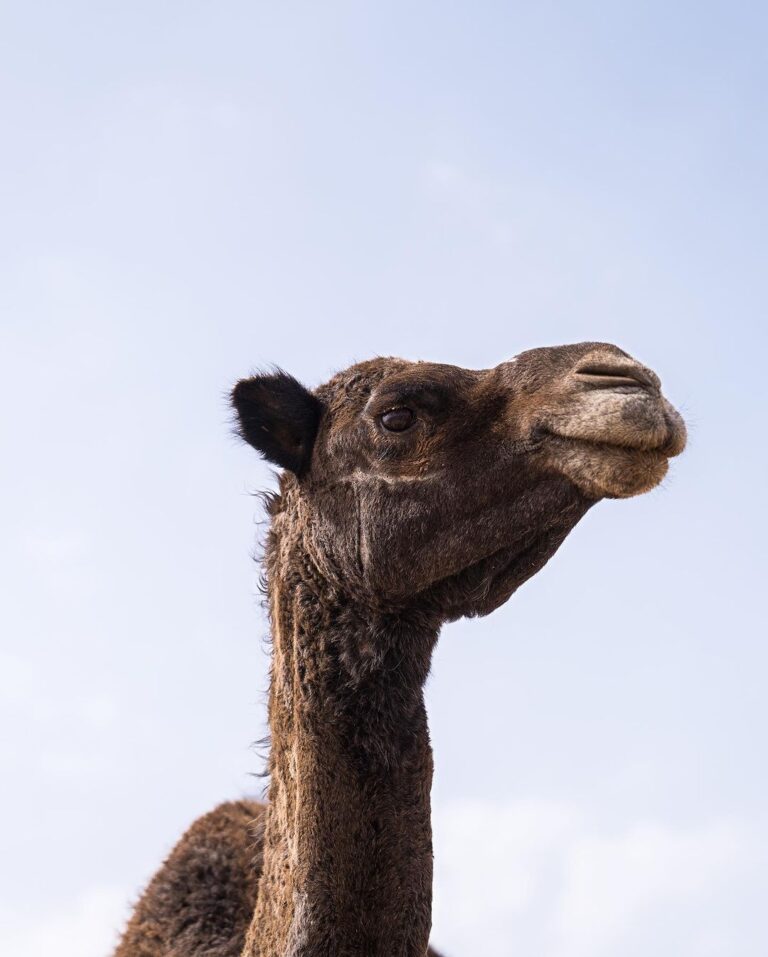 Moroccan desert life