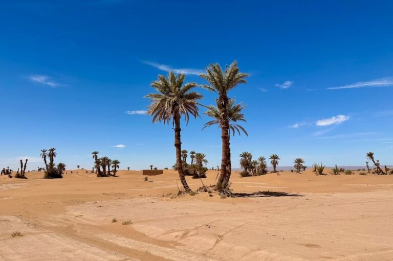 Palm groves of Ras Nkhal (2)