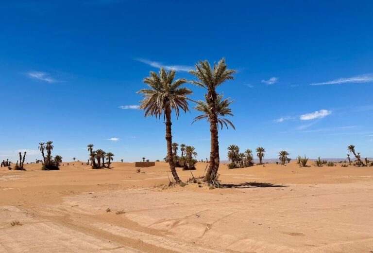 Palm groves of Ras Nkhal (2)