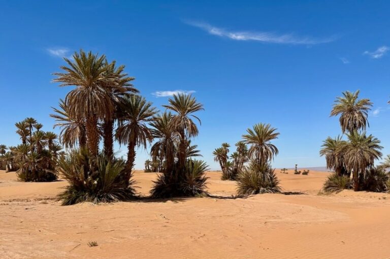 Palm groves of Ras Nkhal (3)