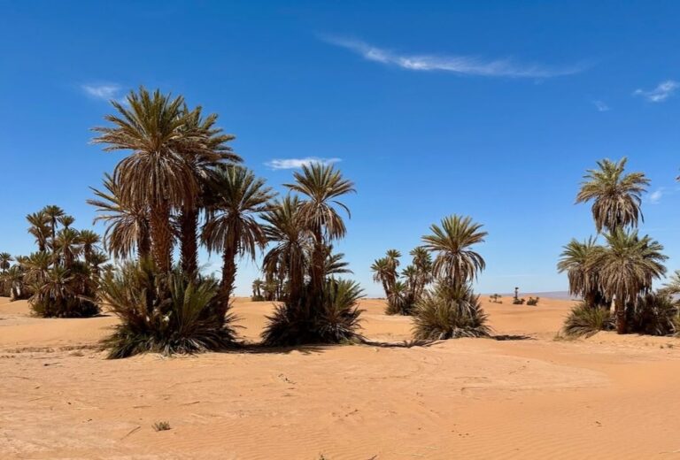 Palm groves of Ras Nkhal (3)