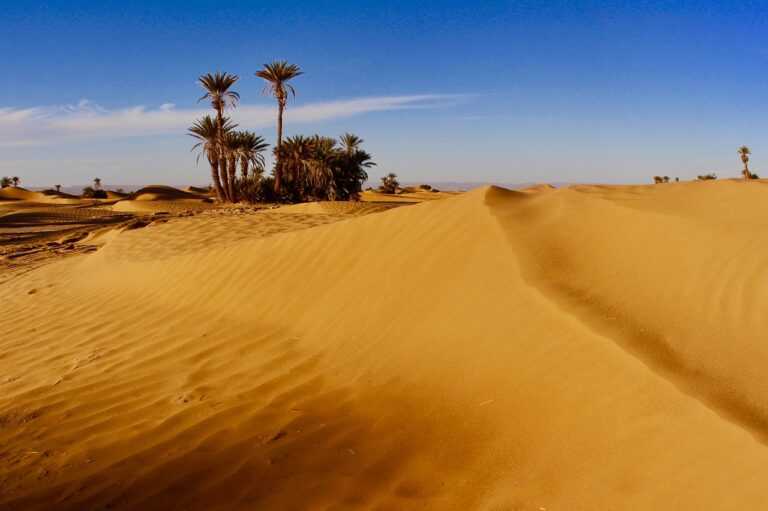 Palm groves of Ras Nkhal