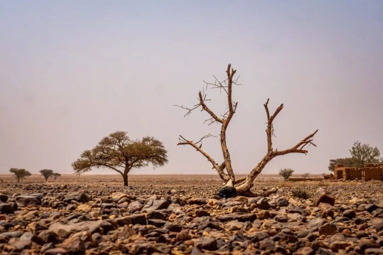 Sahara desert trek in Morocco