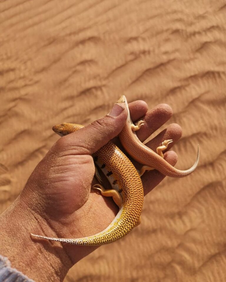 Sand fish in the Moroccan desert