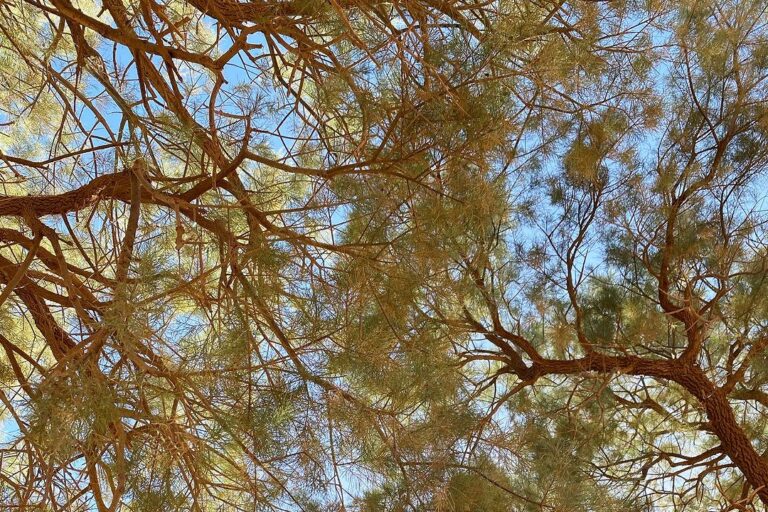 Tamarisk trees in the Moroccan desert