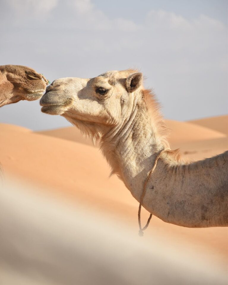 Camel caravan in the Moroccan desert (2)