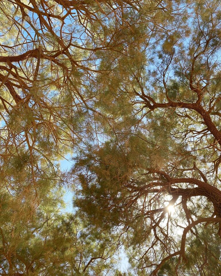 Tamarisk trees in the Moroccan desert